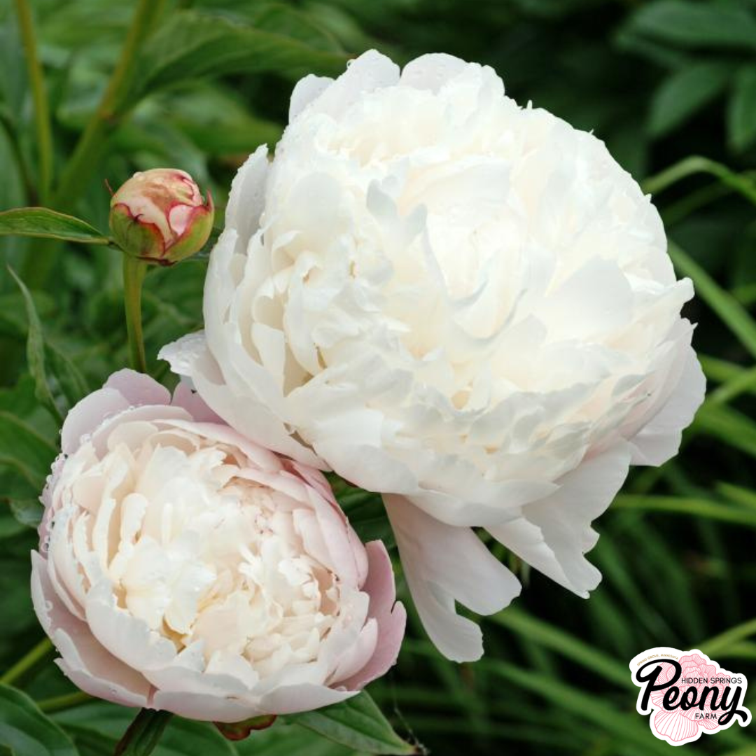 Mother's Choice Peony — Hidden Springs Peony Farm